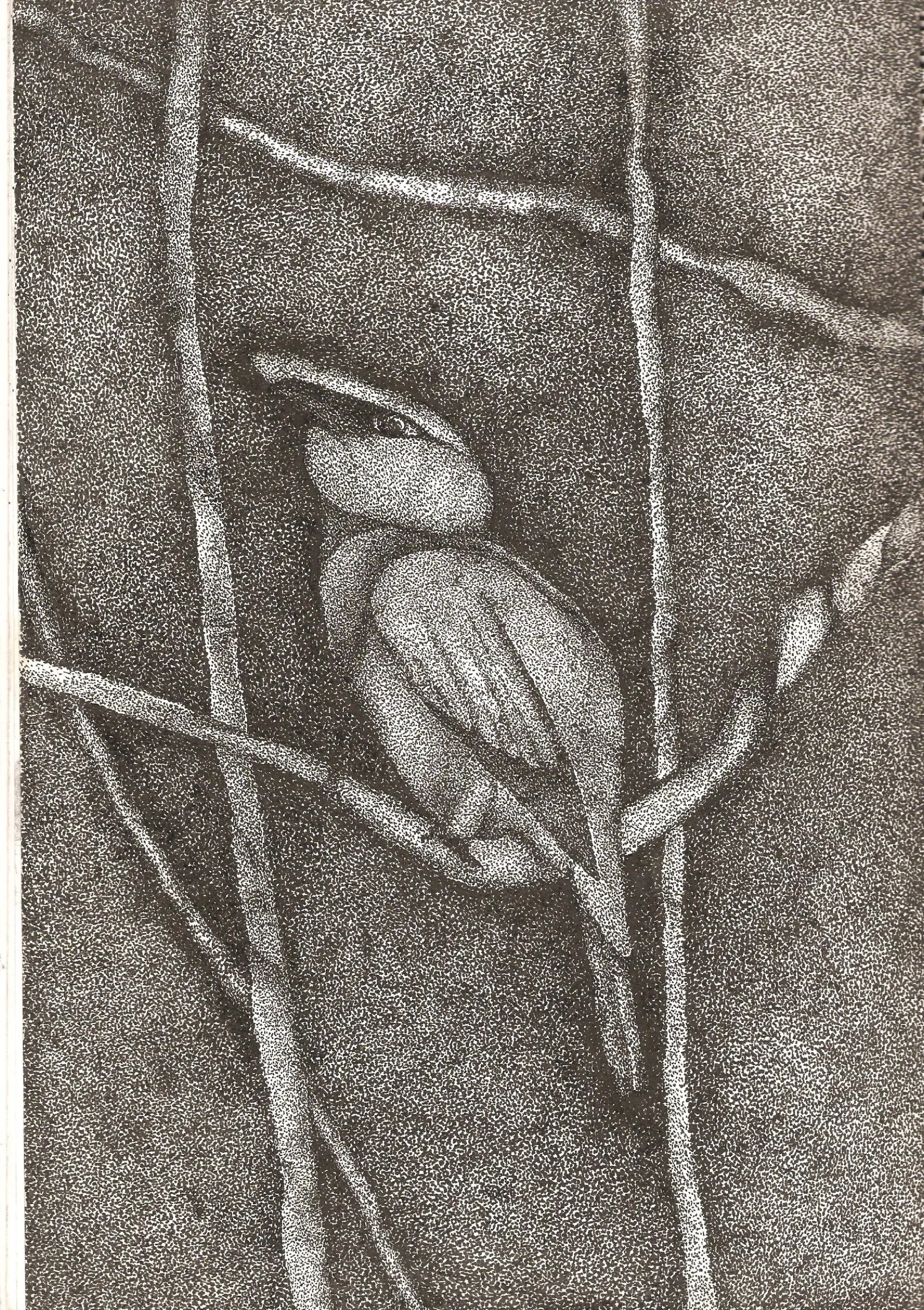 Bird from NatGeo Magazine — obra de Cristina Sevilla