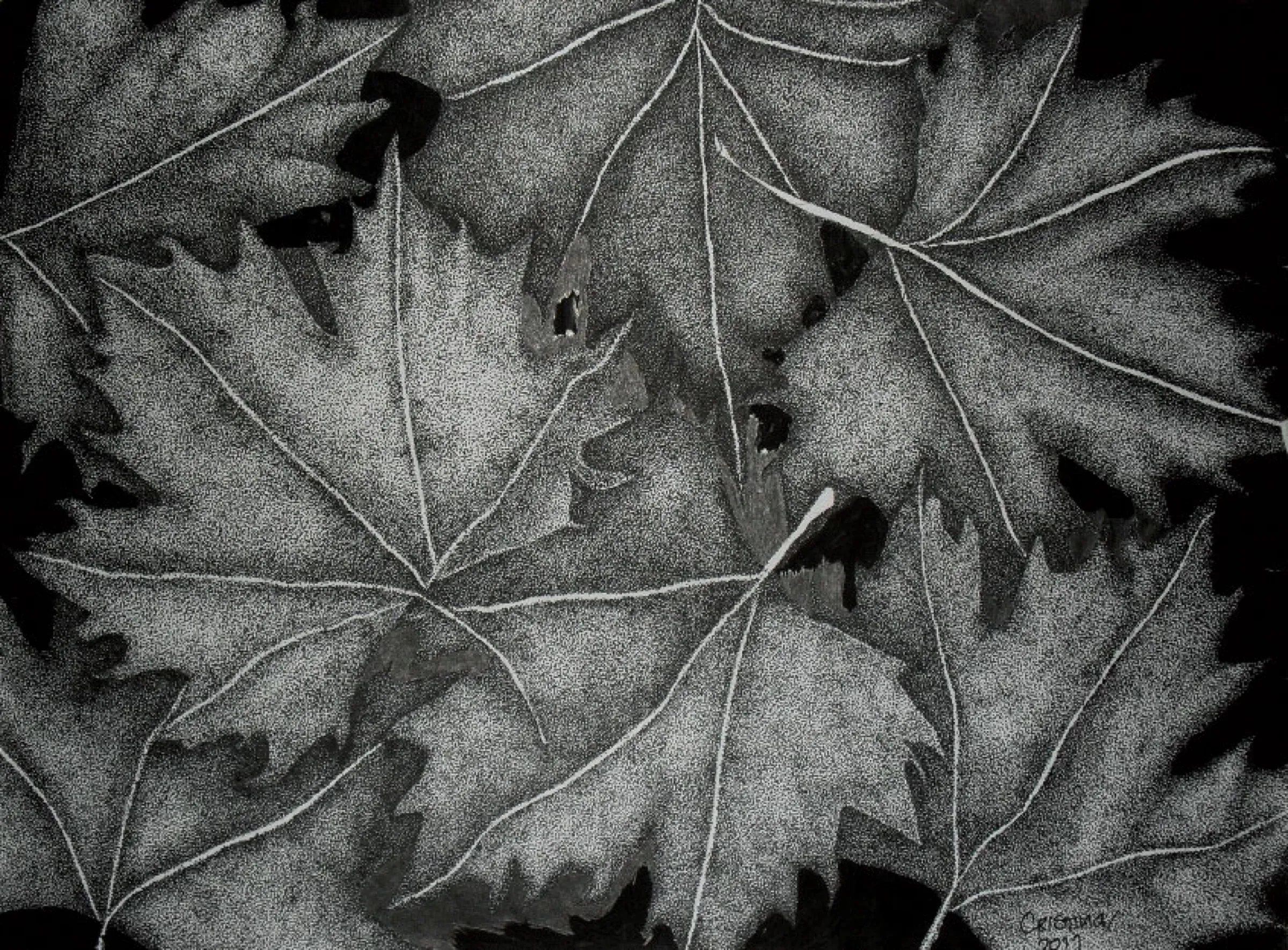 Black Leaves — obra de Cristina Sevilla