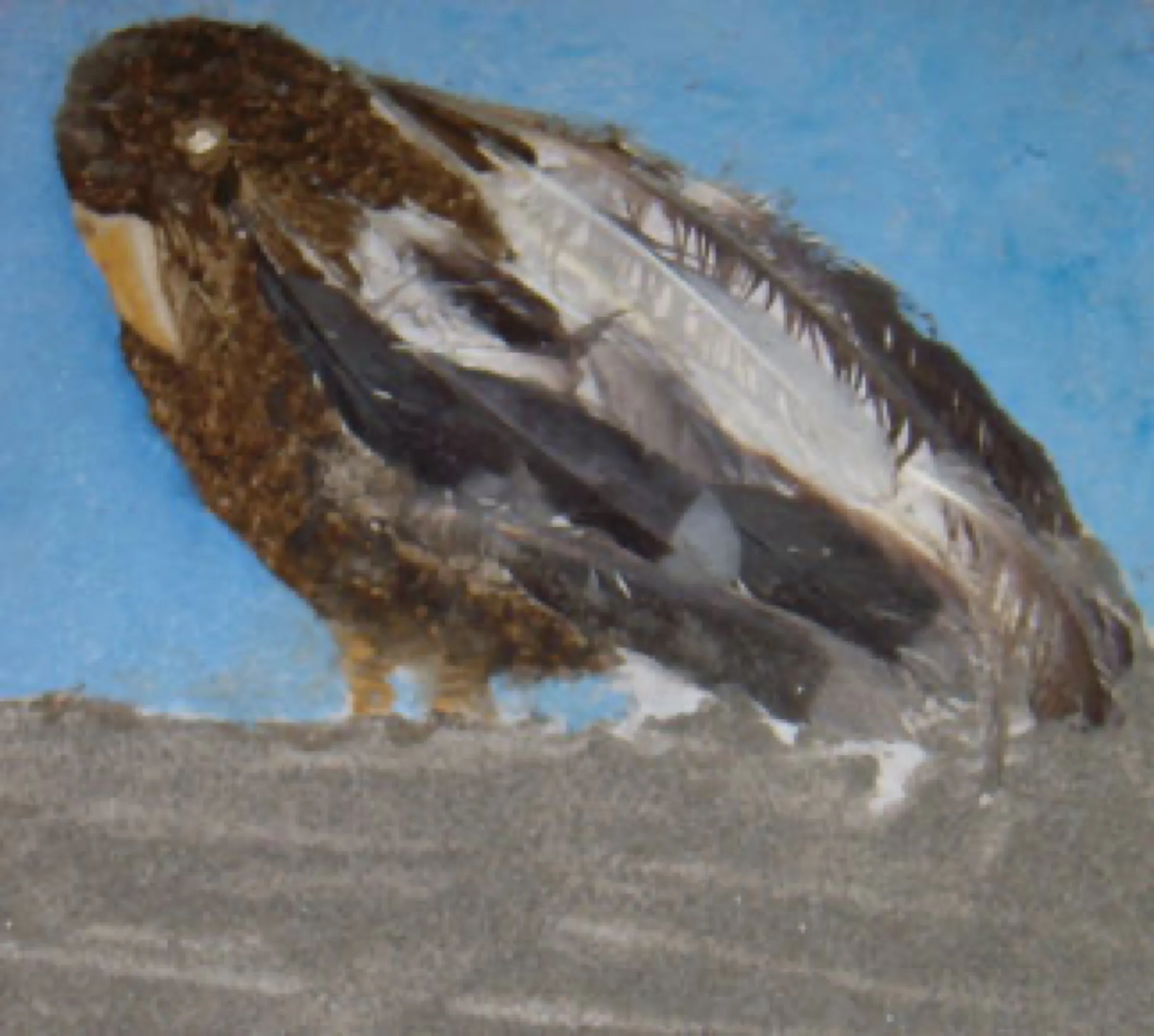 Falcon in the Sand — obra de Cristina Sevilla