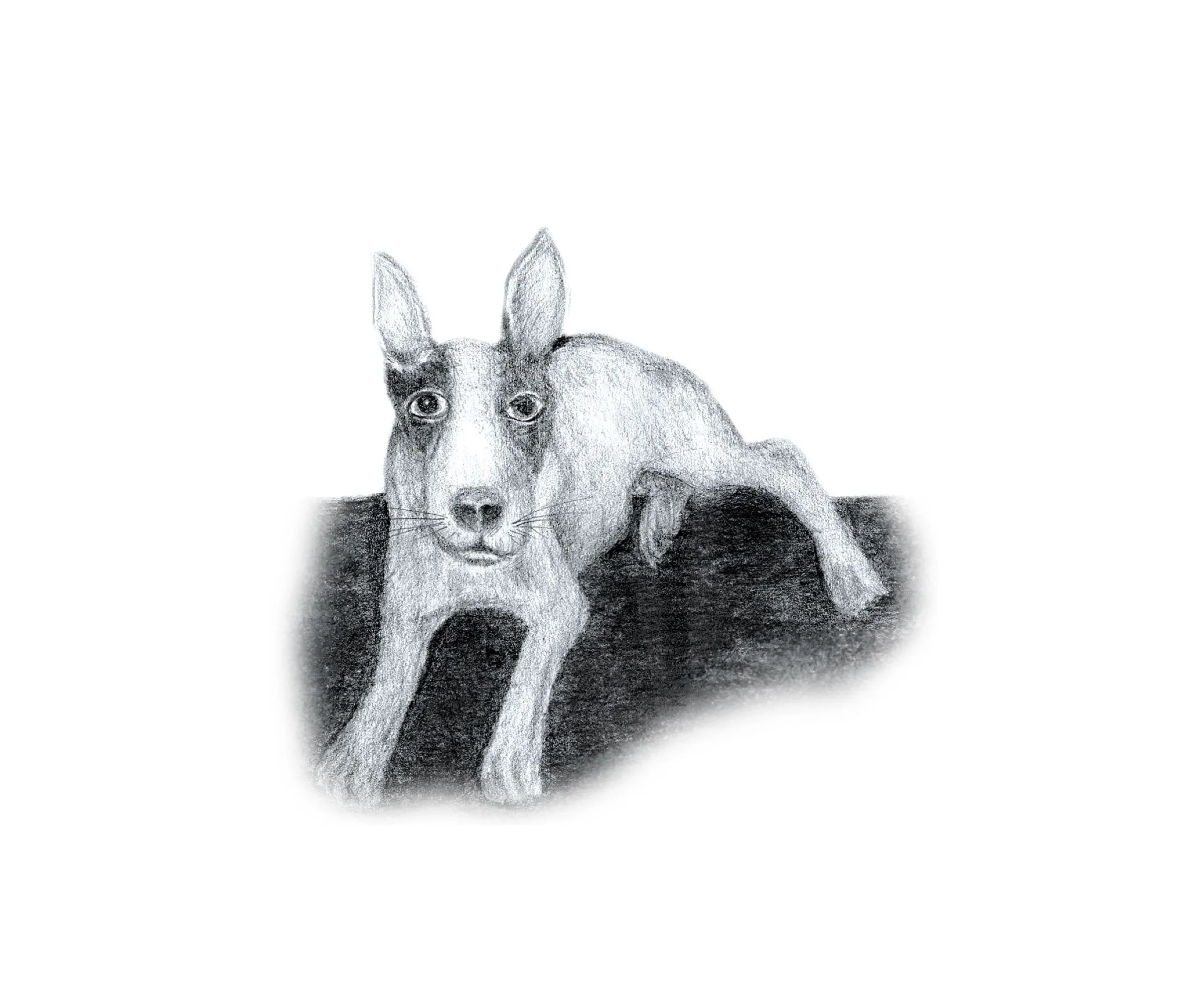 Street Dog — obra de Cristina Sevilla