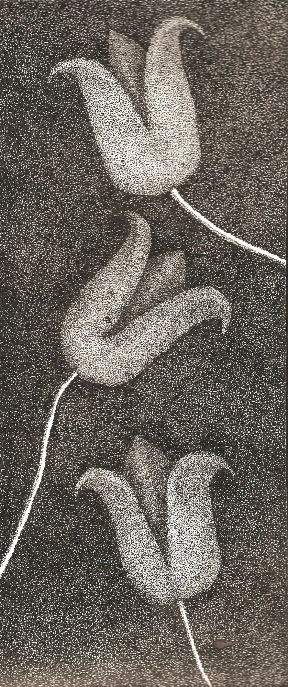 Tulips — obra de Cristina Sevilla